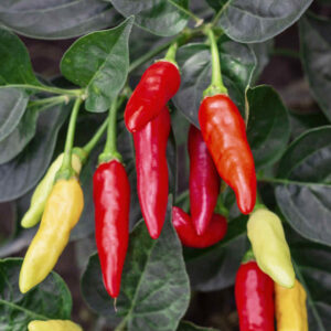 Chilli Pepper Tabasco