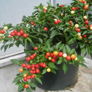 Chilli Pepper Balls of Fire