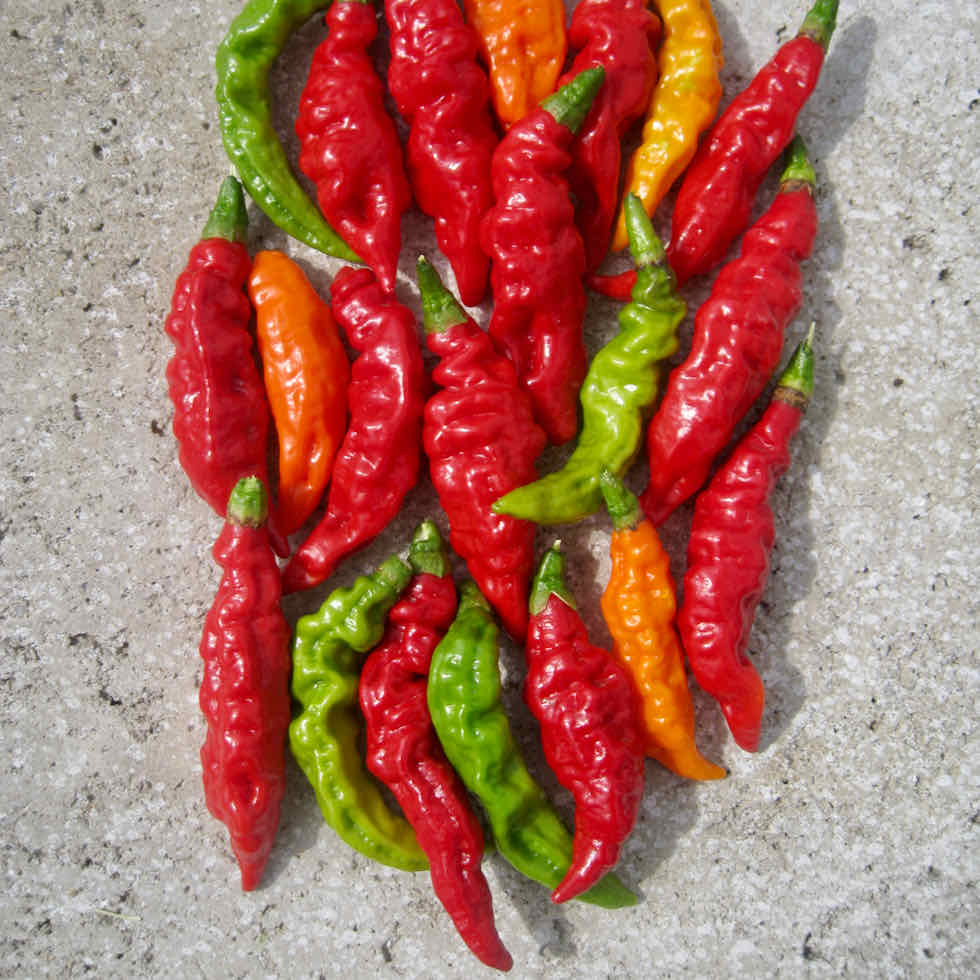 Chilli Pepper Fruity Volcano - Image 7