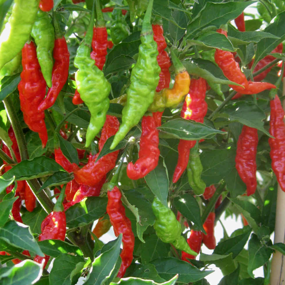 Chilli Pepper Fruity Volcano