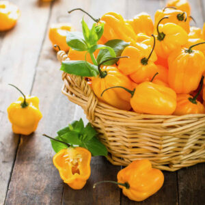 Chilli Pepper Habanero Golden Yellow
