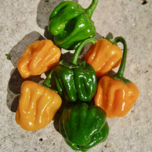 Chilli Pepper Jamaican Scotch Golden Yellow