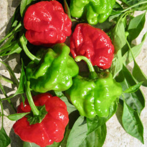 Chilli Pepper Jamaican Scotch Red