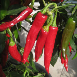 Chilli Pepper Lhasa F1