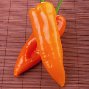 Chilli Pepper Orange Glow