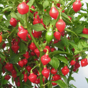 Chilli Pepper Spinning Tops
