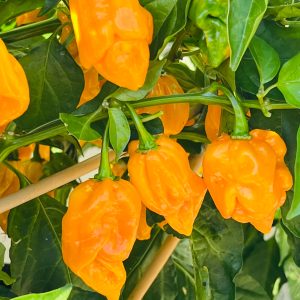 Chilli Pepper Scorpion Gold