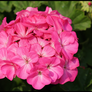 Pelargonium Siren Rose