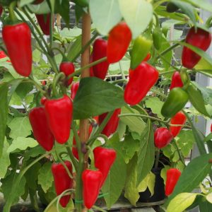 Chilli Pepper Hot Smoothie