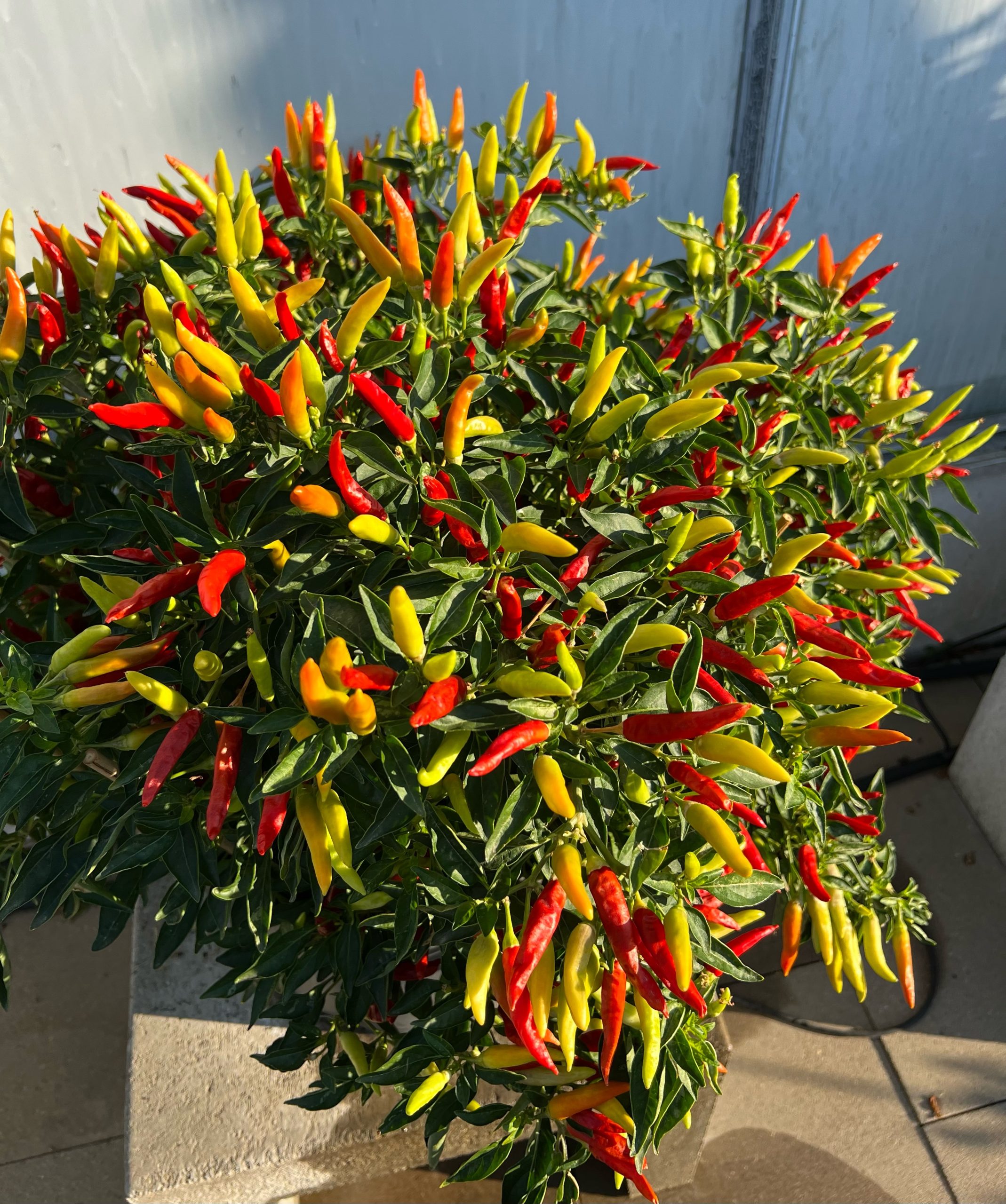 Chilli Pepper Firefly