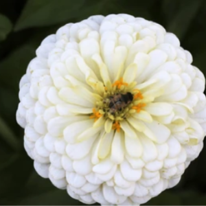 NEW! Zinnia Elegans Solarius White